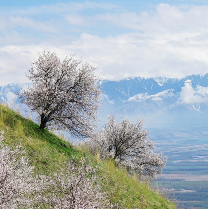 新疆春游的好地方有哪些 新疆春季适合旅游的景点推荐排行榜