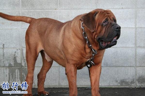 日本土佐上榜(被誉为世界第一巨型猛犬) 世界上十大禁犬