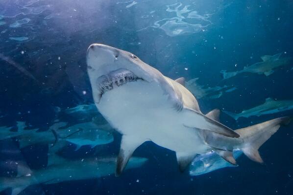大白鲨上榜(食物链终极猎手) 全球最凶猛的十大鲨鱼排名
