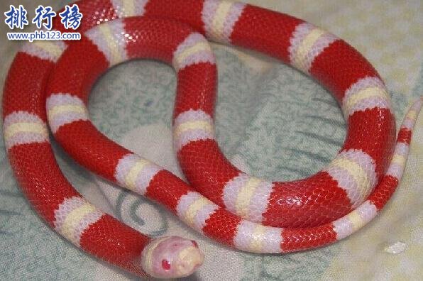 牛奶蛇上榜(不少人当宠物饲养) 世界十大最漂亮的蛇