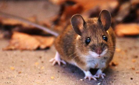 粘住老鼠的粘鼠板怎么处理？粘住老鼠的粘鼠板是什么垃圾？