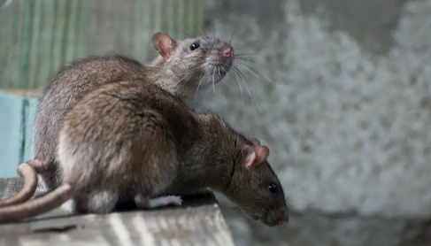 如何让老鼠自动离开？家里很干净为啥还有老鼠？