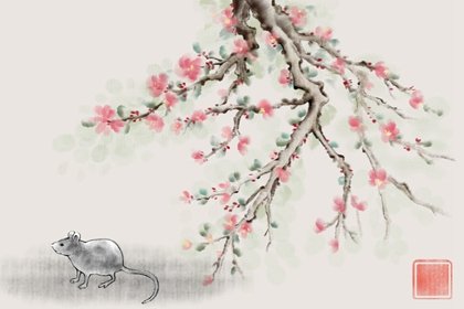 属马生个属鼠的宝宝好不好 要注意哪些问题